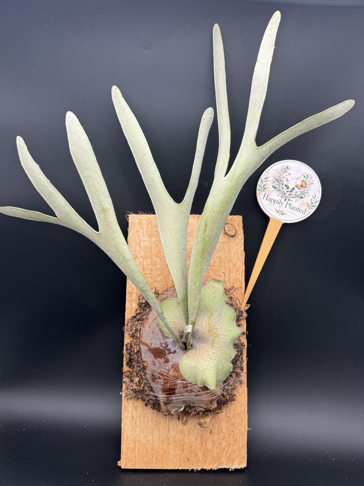 Platycerium Veitchii Mounted Staghorn -Exact Plant – Live Plant – Free Shipping