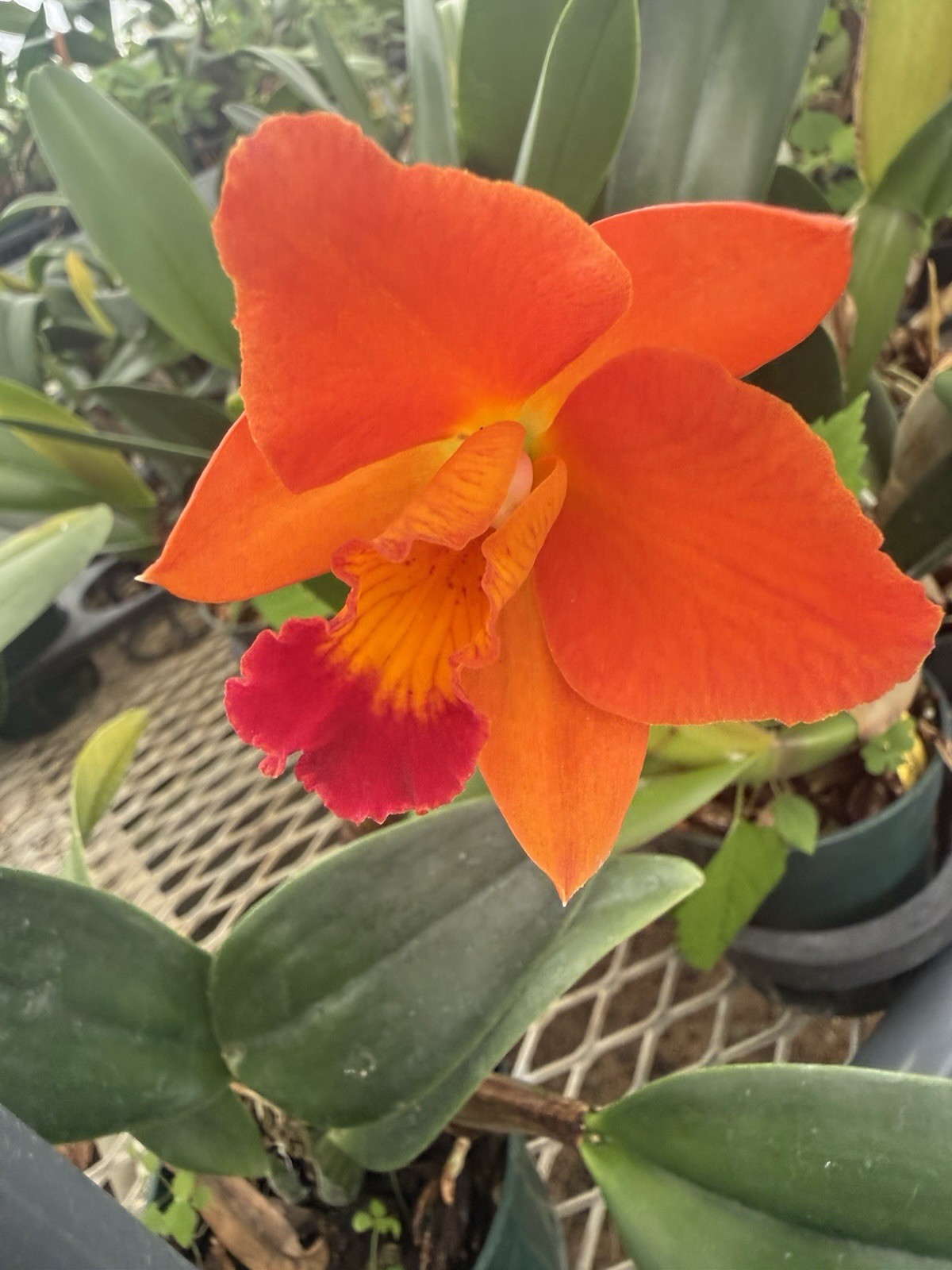 Orchid Plant Box full 10 plants Rescue bulb stem bare root cuttings