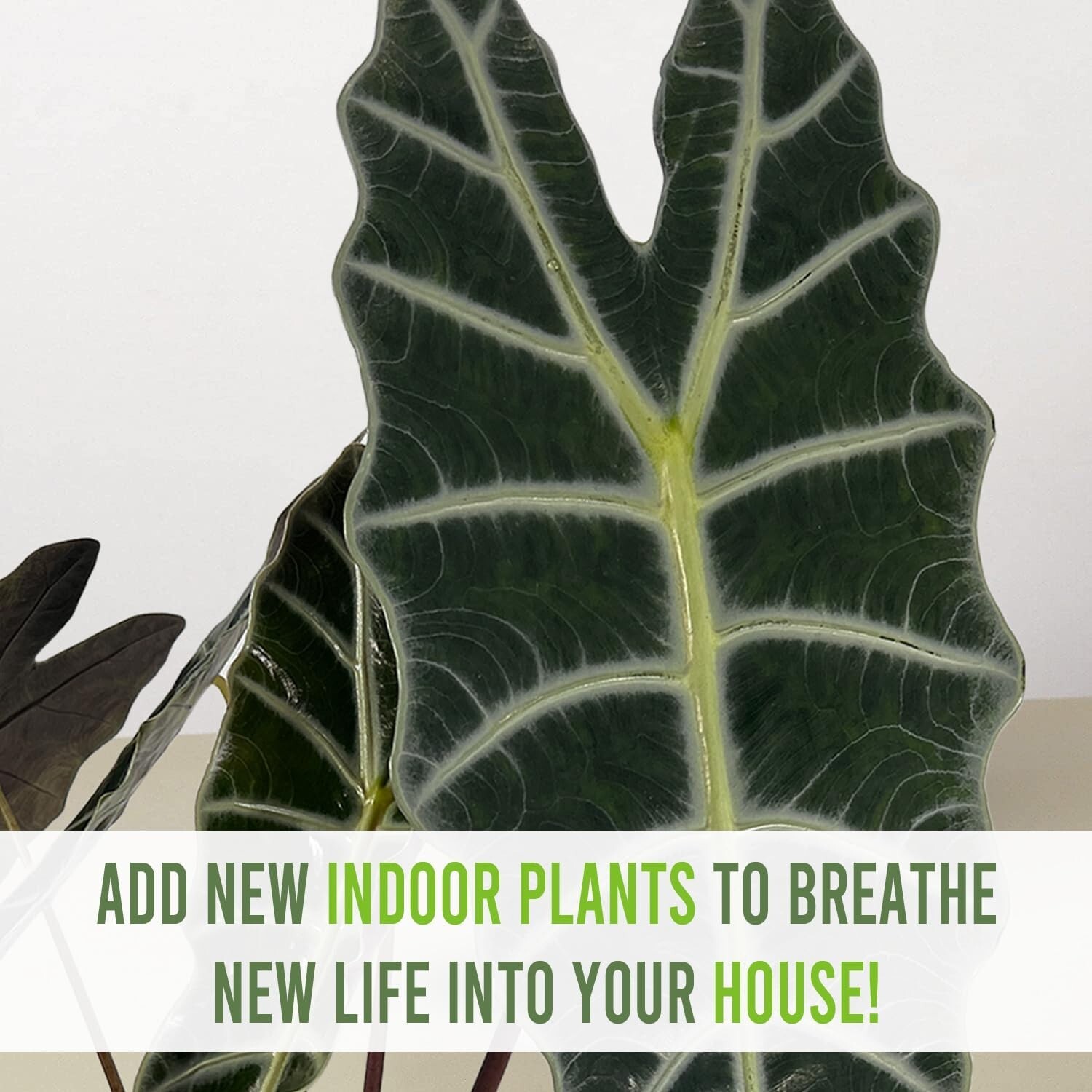 Alocasia Amazonica (2pack) by LEAL PLANTS ECUADOR | Elephant ear Plants