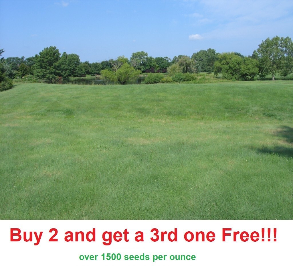 700 Buffalo Grass Seeds Native Prairie Low Maintenance Drought (starter pack)