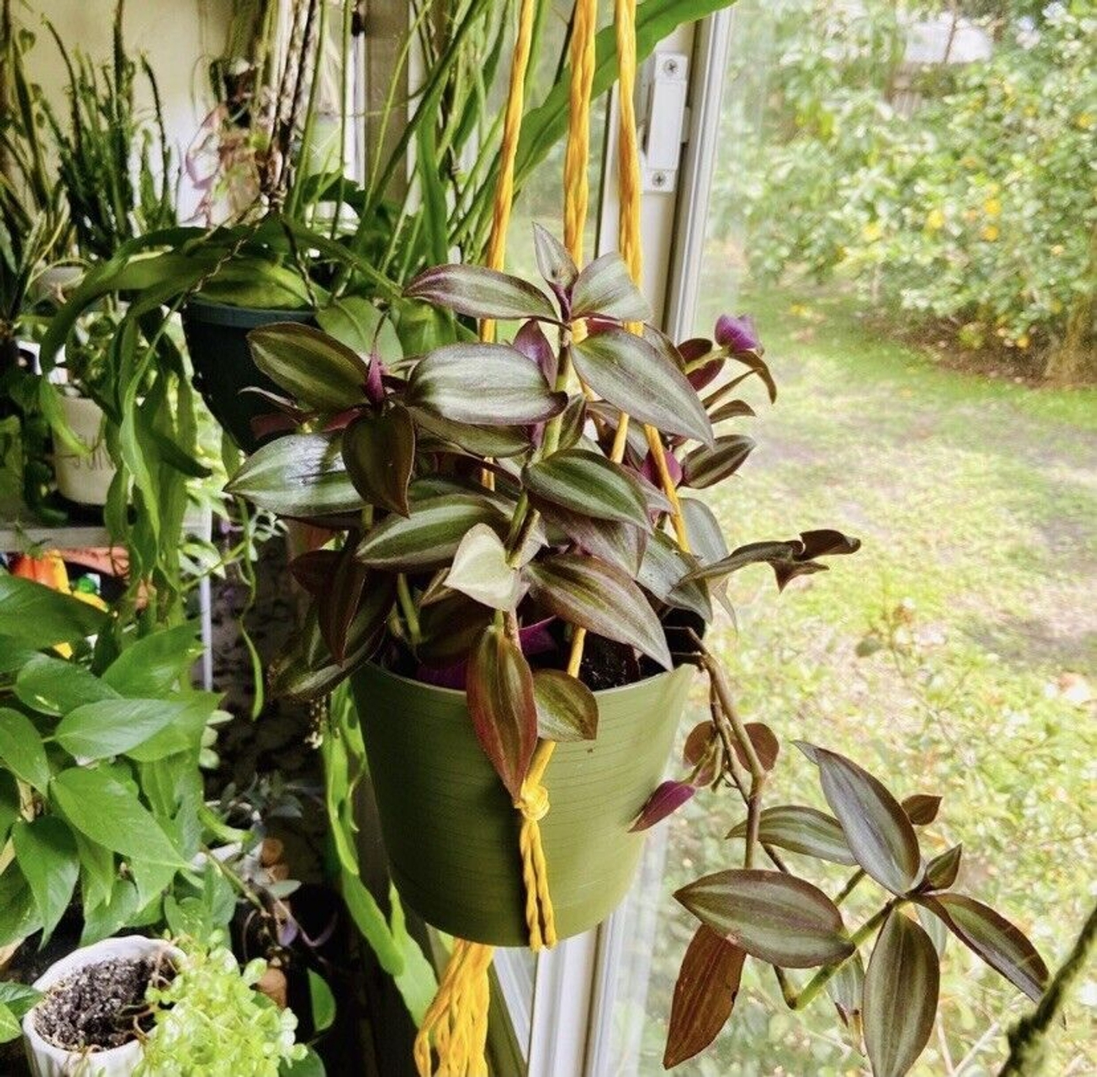 10 Wandering Jew UNROOTED Cuttings Tradescantia Zebrina Cuttings Purple Silver