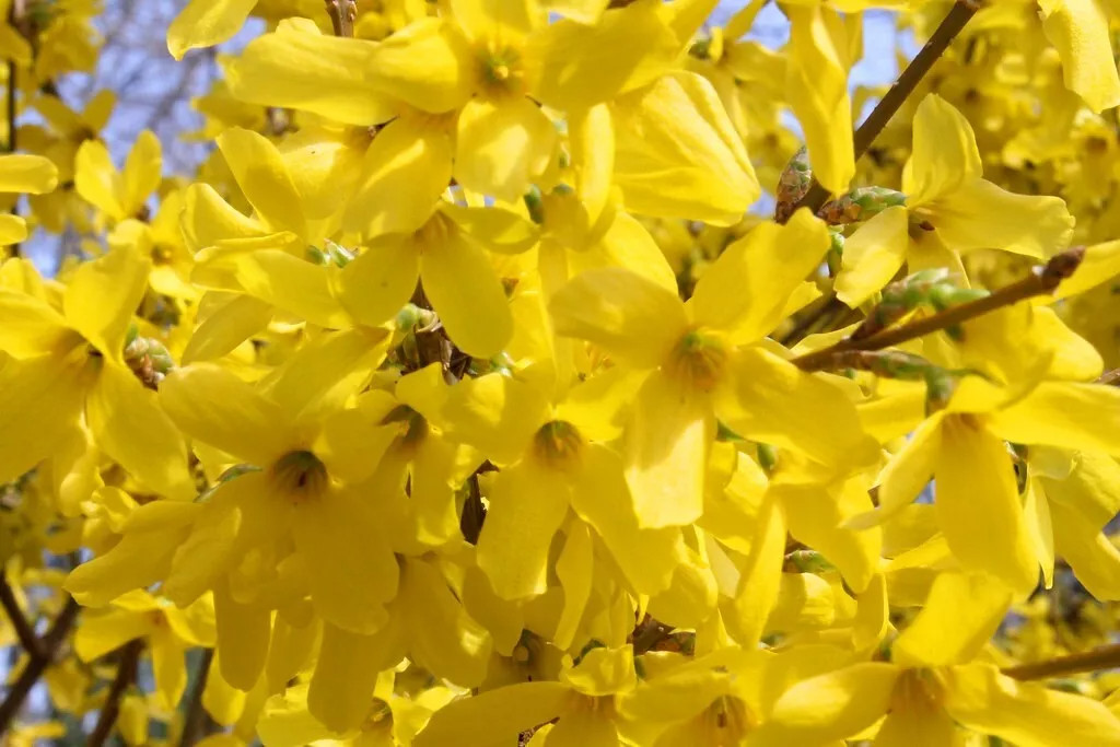 Weeping Forsythia {Forsythia suspensa}20+ SEEDS USA POST