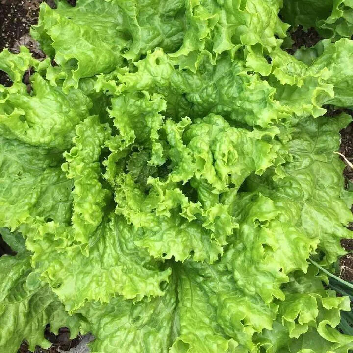 1000 GRAND RAPIDS LETTUCE SEEDS ~ heirloomseedguy ~ 2026 ~ NON-GMO