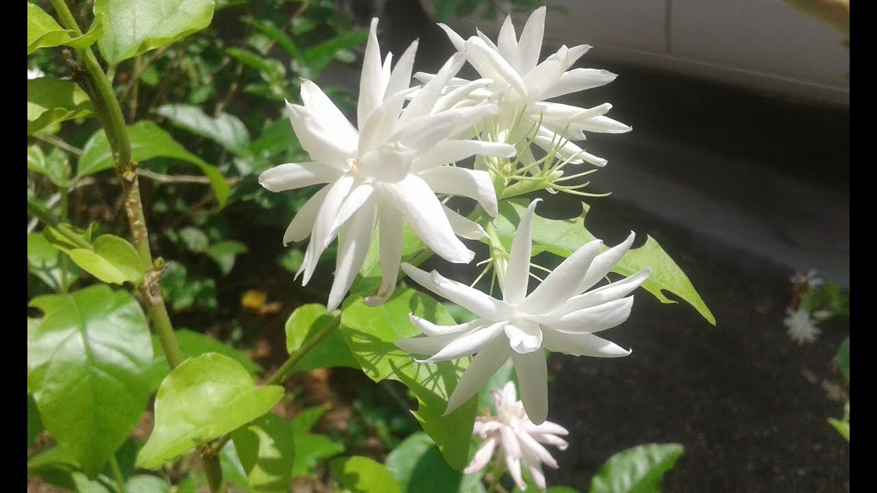 4″ Pot “BELLE OF INDIA JASMINE”~~Jasminum Sambac Double~Intensely Fragrant