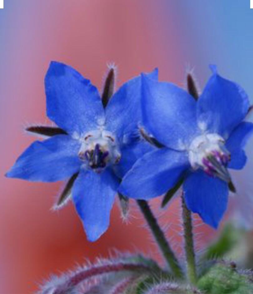 60 BORAGE Seeds-Edible Herb Plant-Non GMO-Open Pollinated-Organic.