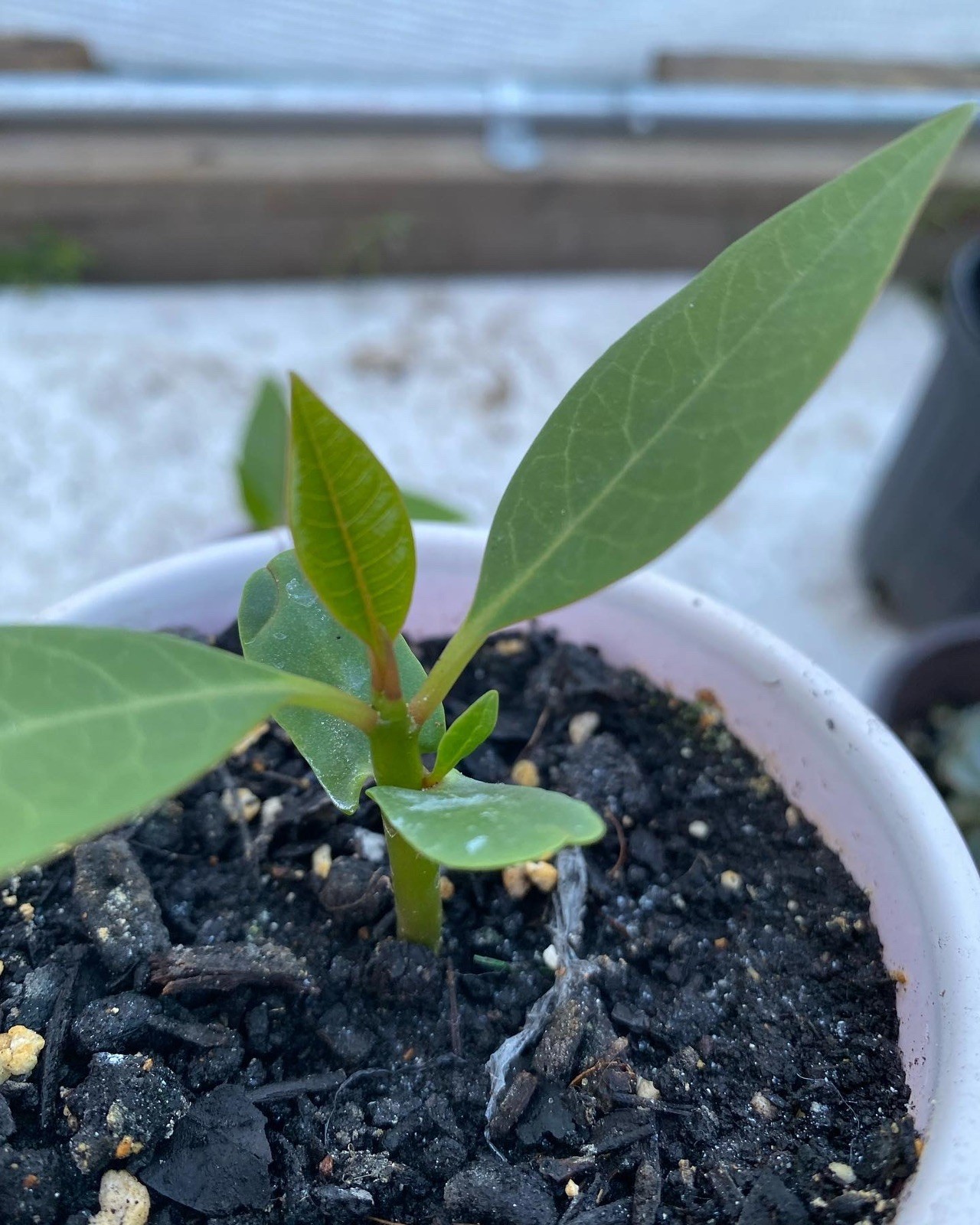 Mixed Thai Seeds bulk (Plumeria Kingdom)
