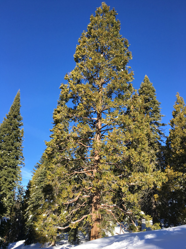 Live Incense Cedar Tree – 20–30″ Tall in 3.5″ Pot – No Ship to AK, HI, APO, PR