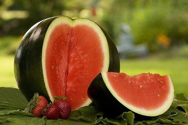 SUGAR BABY WATERMELON SEEDS, Heirloom – NON-GMO, aka Icebox Watermelon, Compact