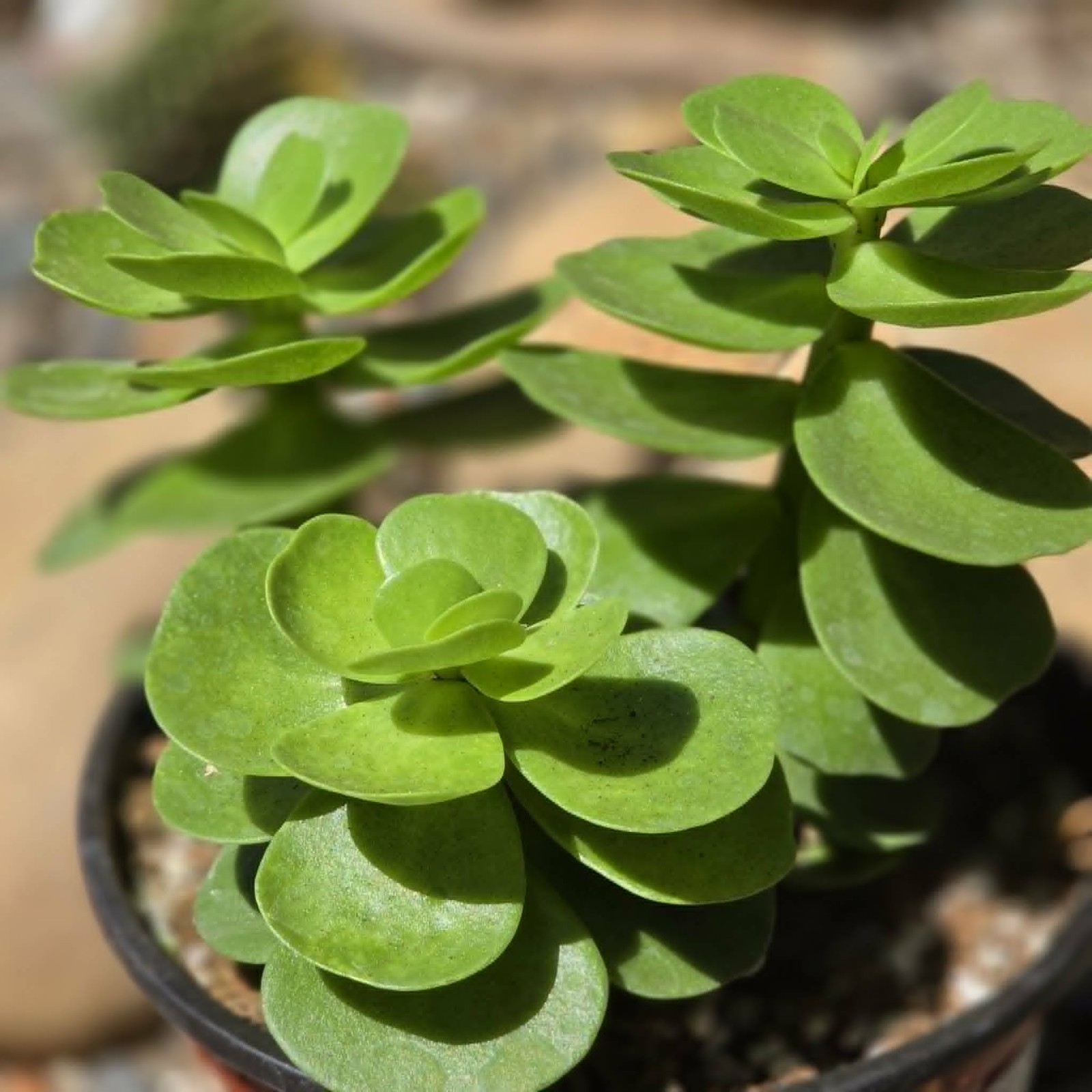 Portulaca molokiniensis