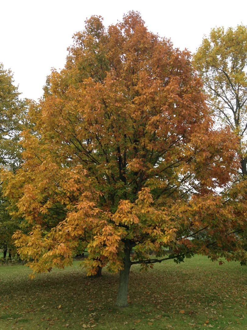 5 Chestnut Oak Tree 12-24″ Starter Plant Quercus montana Bare Root