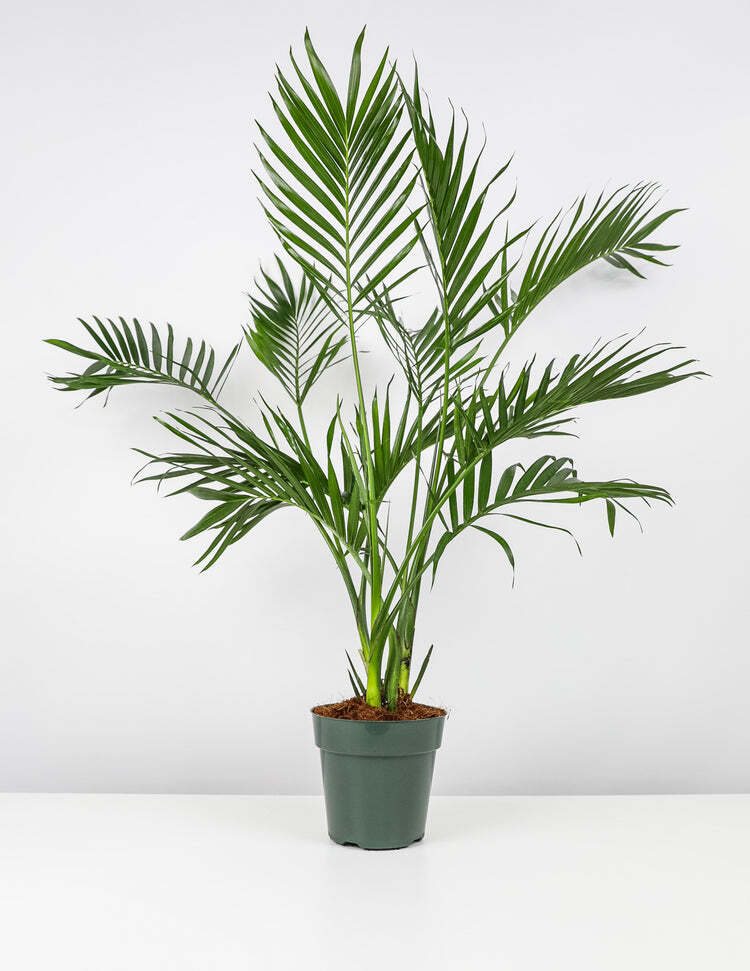 Cat Palm Tree Live Plant Tropical Indoor Chamaedorea Cataractarum 6″ Pot 20-24″H