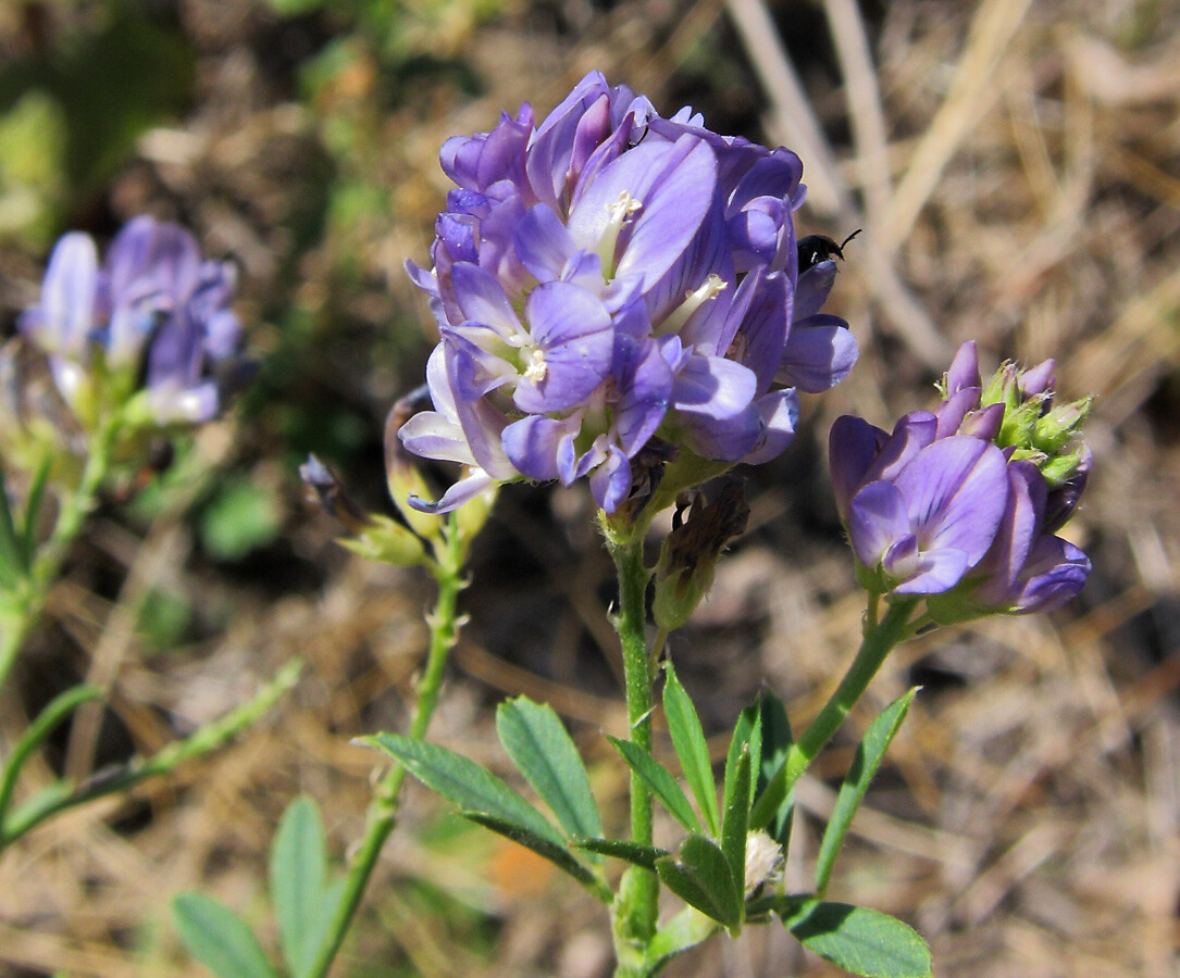 Medicago sativa – ALFALFA – 50 Seeds
