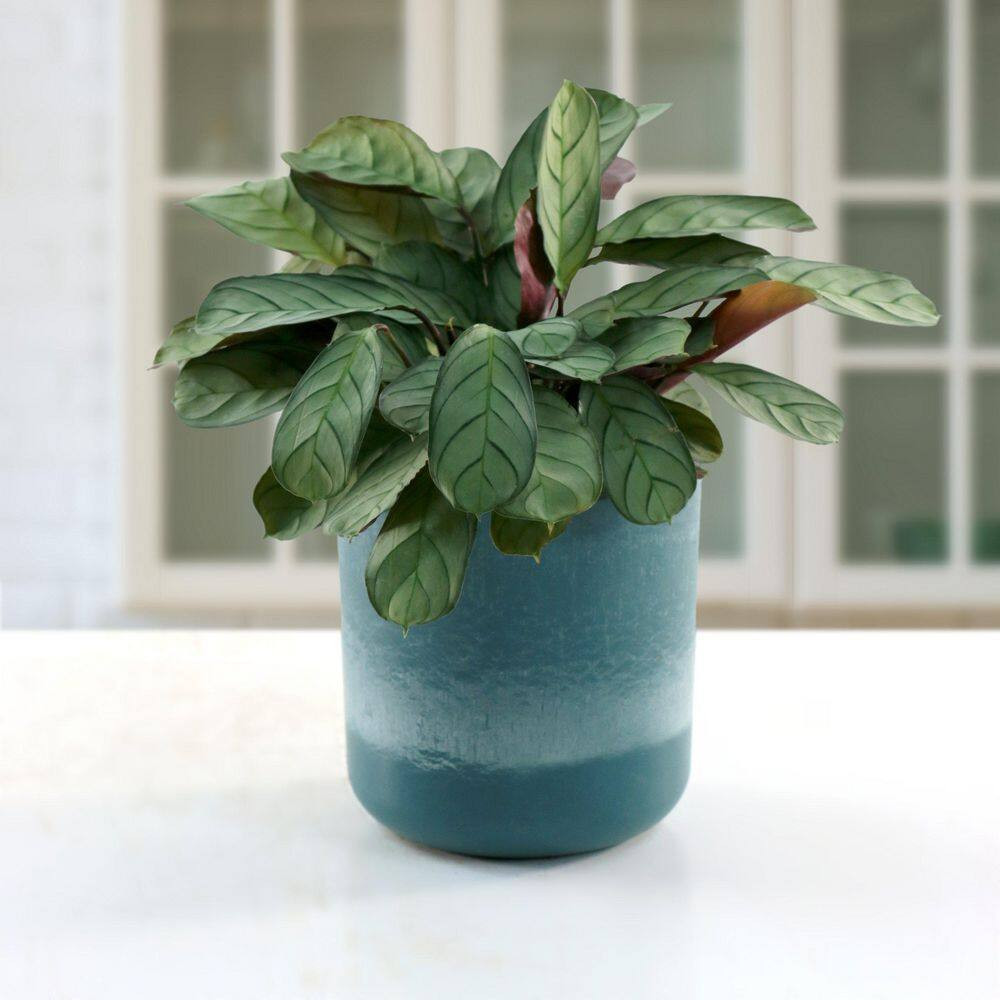 4 In. Calathea Amagris Plant in Grower Container (3-Pack)