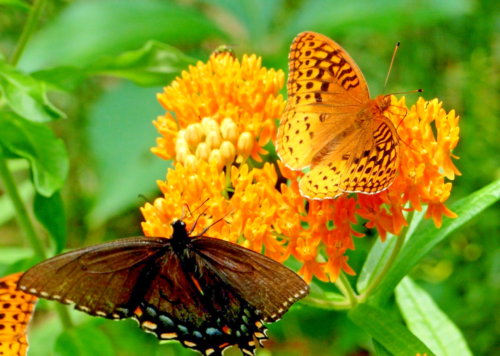 51+ORANGE BUTTERFLY Weed Seeds Native Wildflower Container Garden Heat Cold Easy