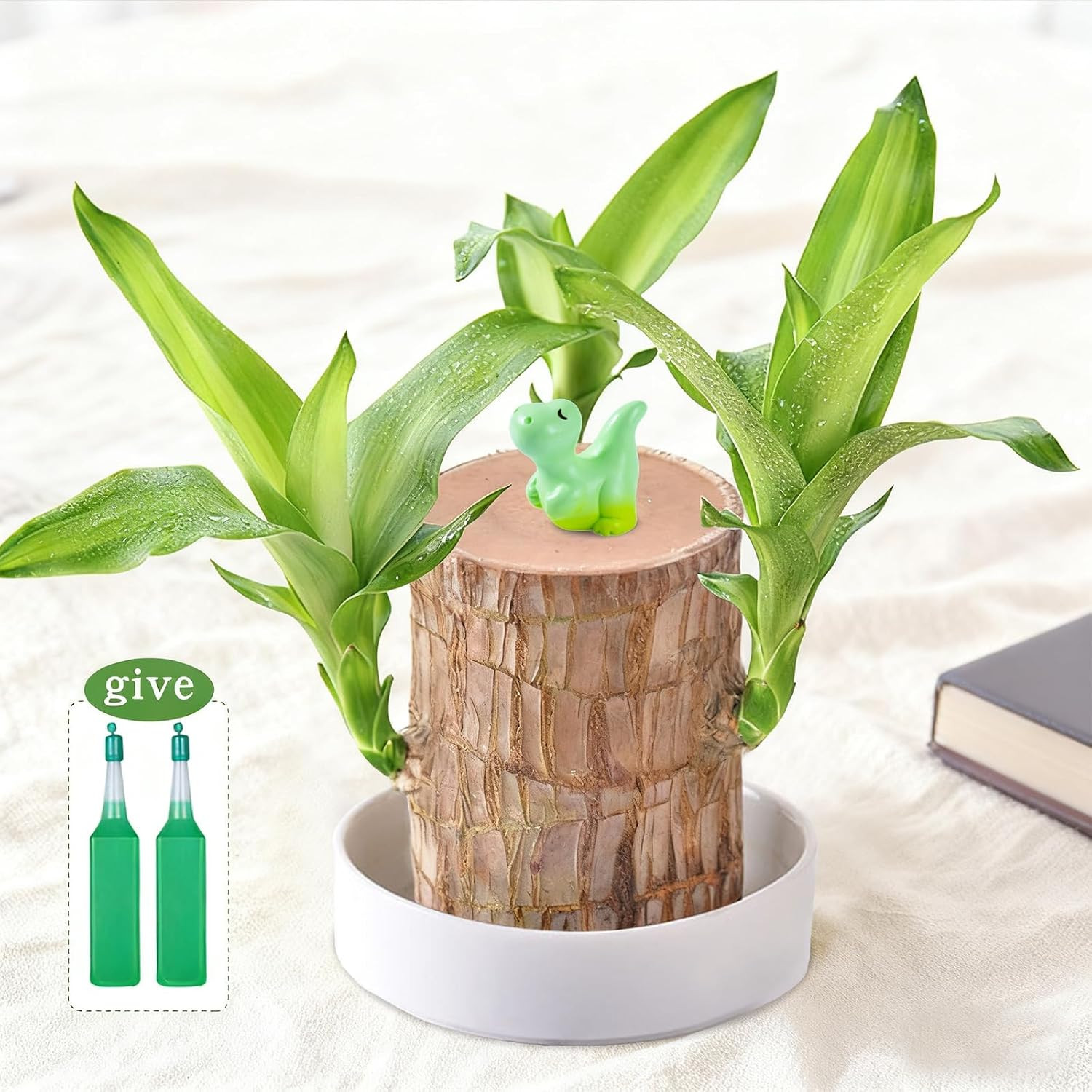 Brazilian Lucky Wood Plant,Fortune Brazil Potted Plant Brown