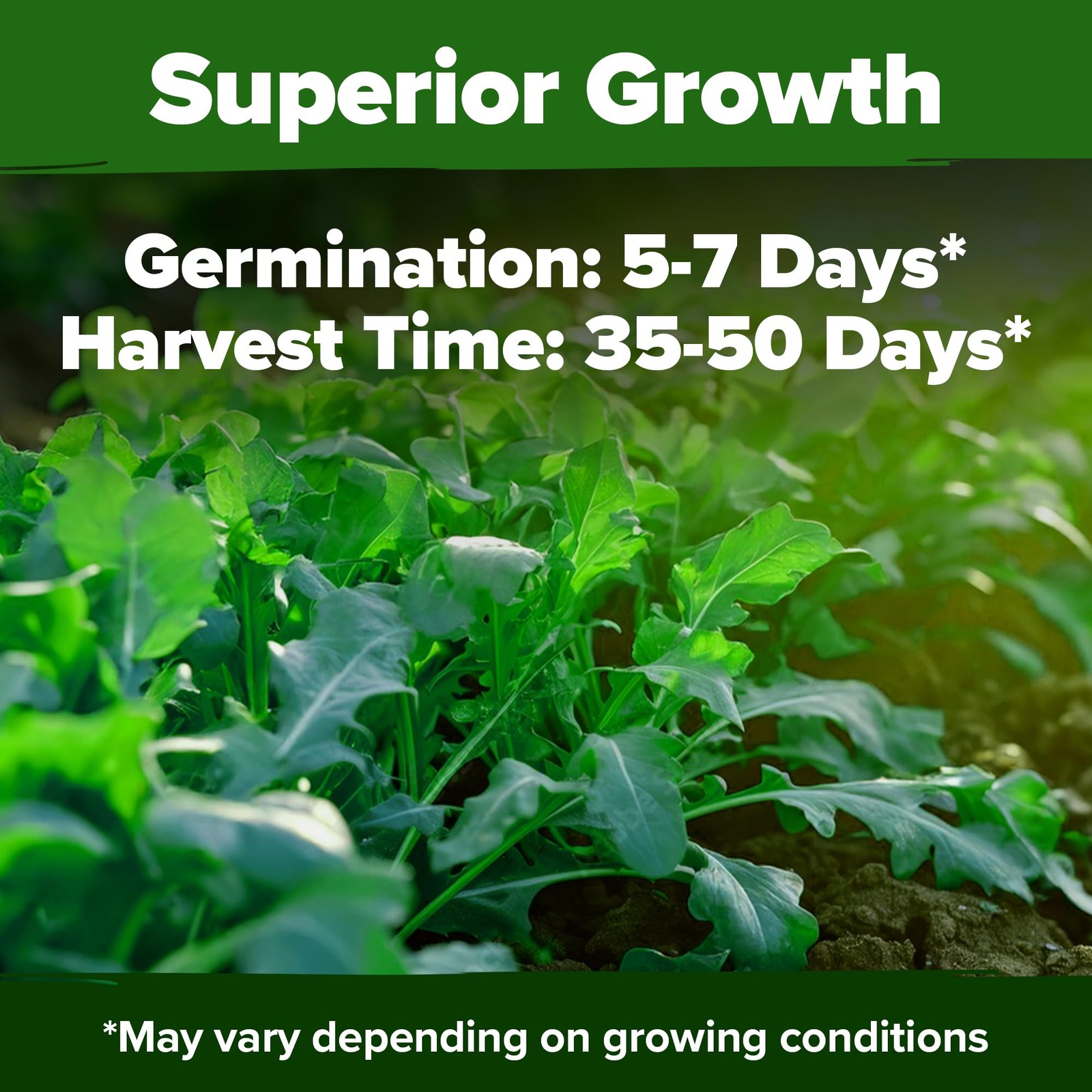 HOME GROWN Arugula Roquette Seeds 2,175+ Heirloom Non-GMO 1-Pack, Green
