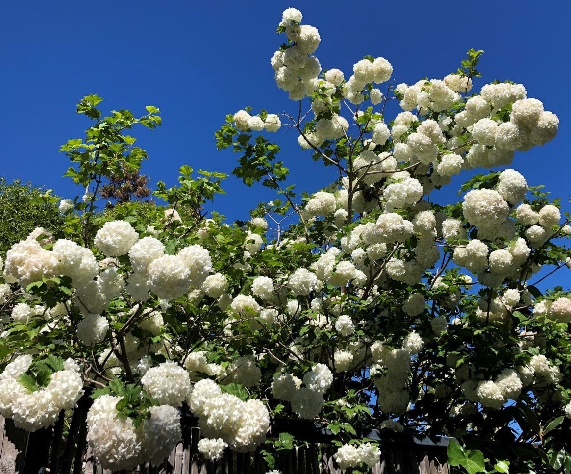 Chinese Snowball Sterile Viburnum 1 Live Plant in 3.5 Inch Pot White Flowers