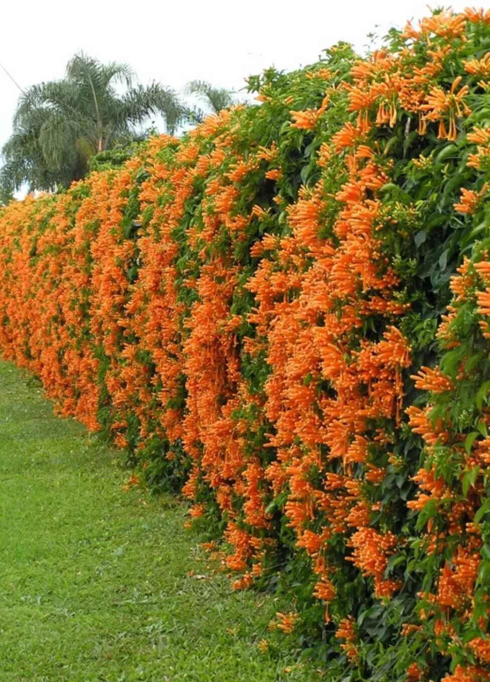 50+ Orange Trumpet Vine Seeds (Campsis radicans) Showy Crepper Flower Free S&H