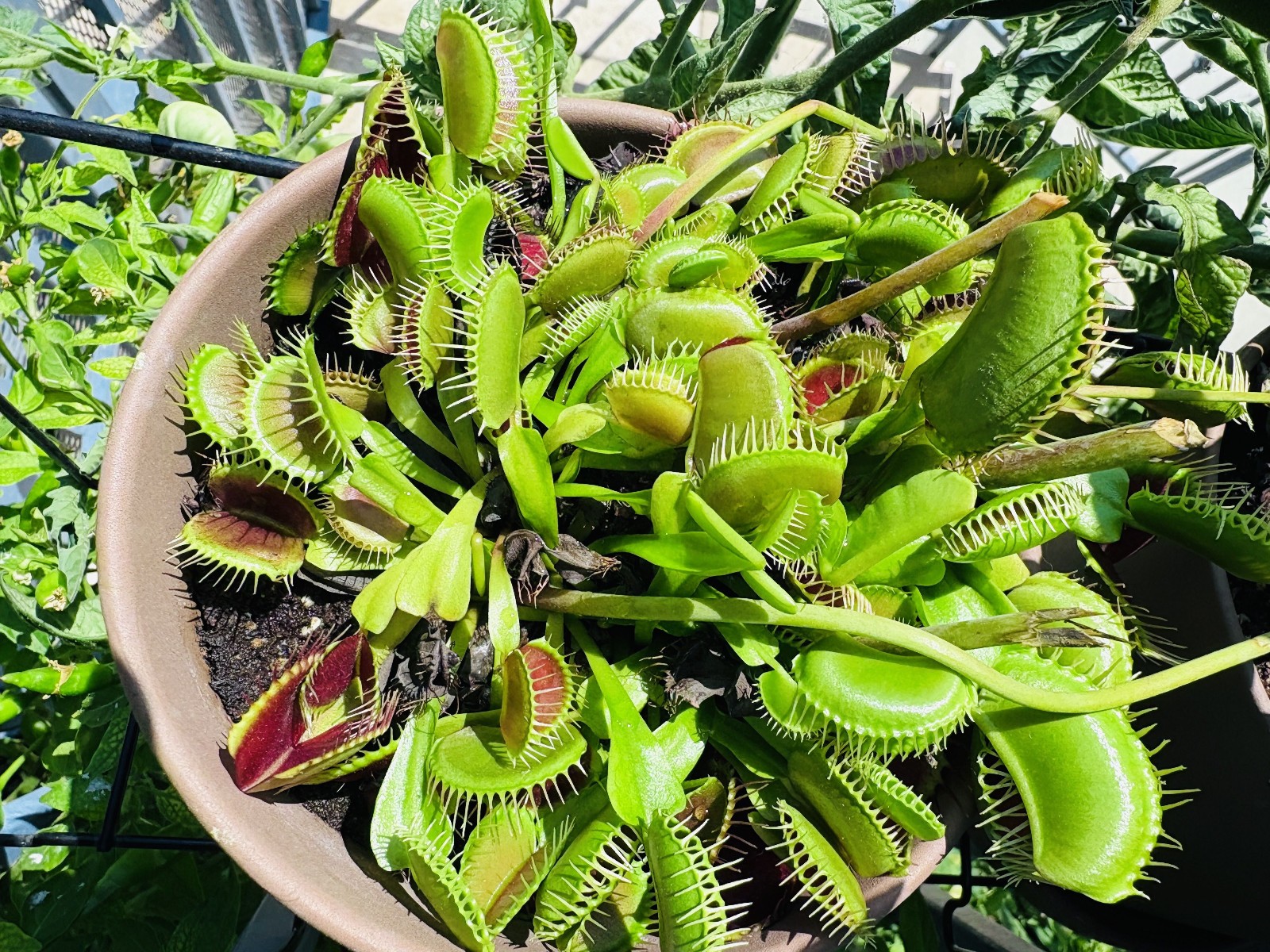 Venus Flytrap Seeds – Carnivorous Plant 15 Seeds