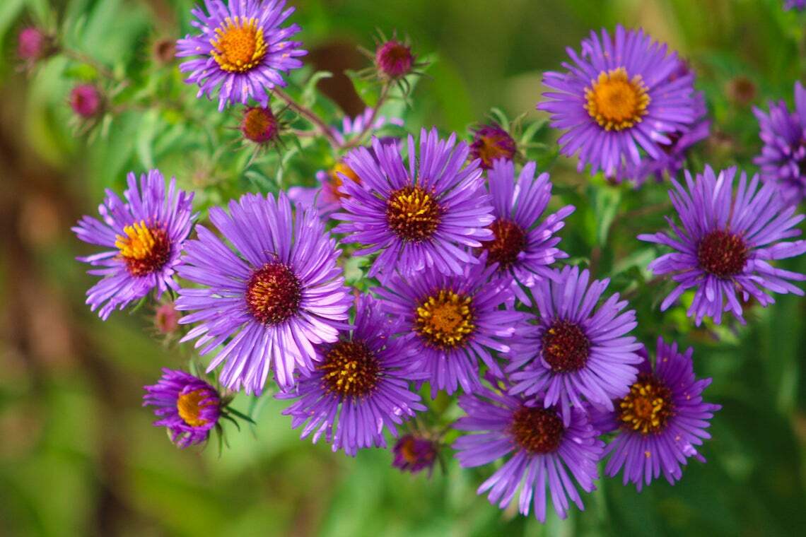 New England ASTER Purple Perennial Heirloom Fall Planting USA Non-GMO 200 Seeds!