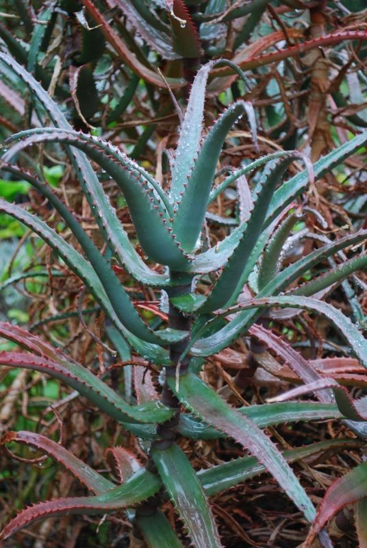 Aloe DIVARICATA — “Mr. Toothy” rare aloe seedling — SEED GROWN!!