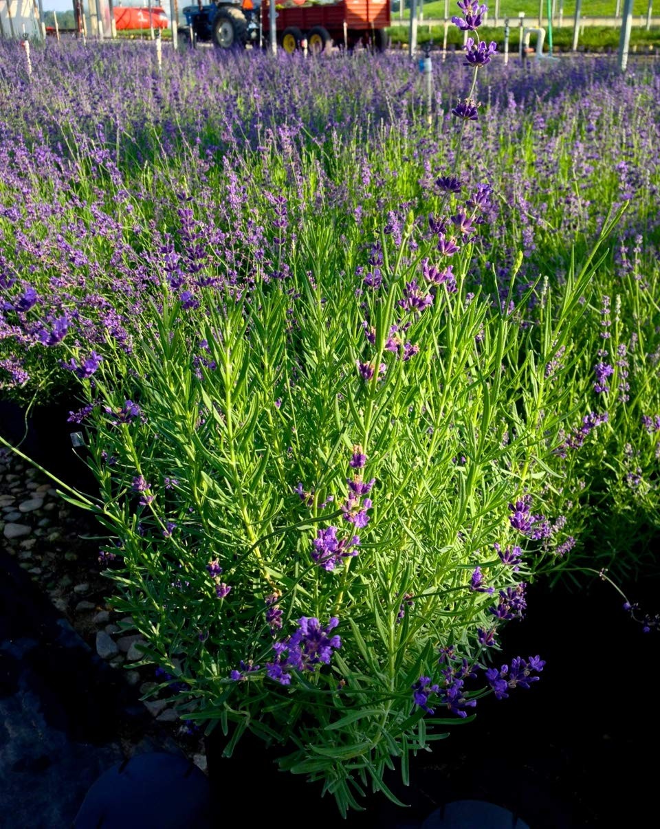 Green Promise Farms Lavandula Ang. Munstead Strain Lavender Perennial Lavender