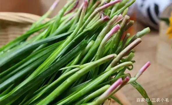 15 Organics Garlic Chives Live Plant Bare Roots Hardy Perennial Herb Jiu Cai USA