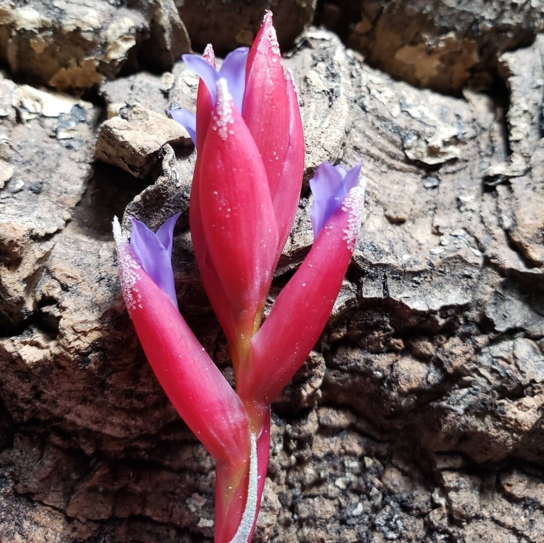 2 Year Supply Air Plant Food, Fertilizer For Beautiful Tillandsia