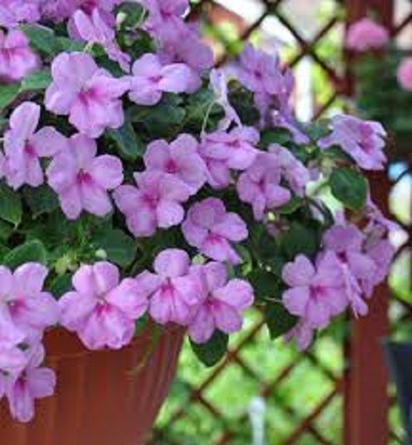 25+ Impatiens Flower Seeds / Full or Part Shade / Accent Lavender Blue
