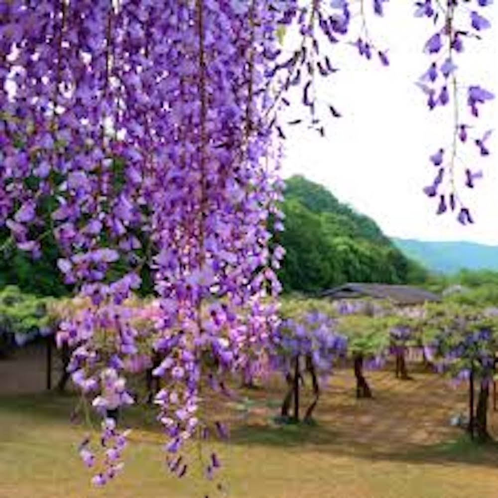 1 Amethyst Falls Wisteria Landscape Plant 12-14in Starter Plant