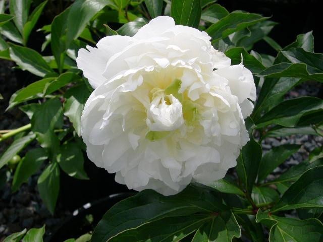 Peony/paeonia plant ‘Duchesse de Nemours’ 3/5 eye bare root Shipping Apr 2026