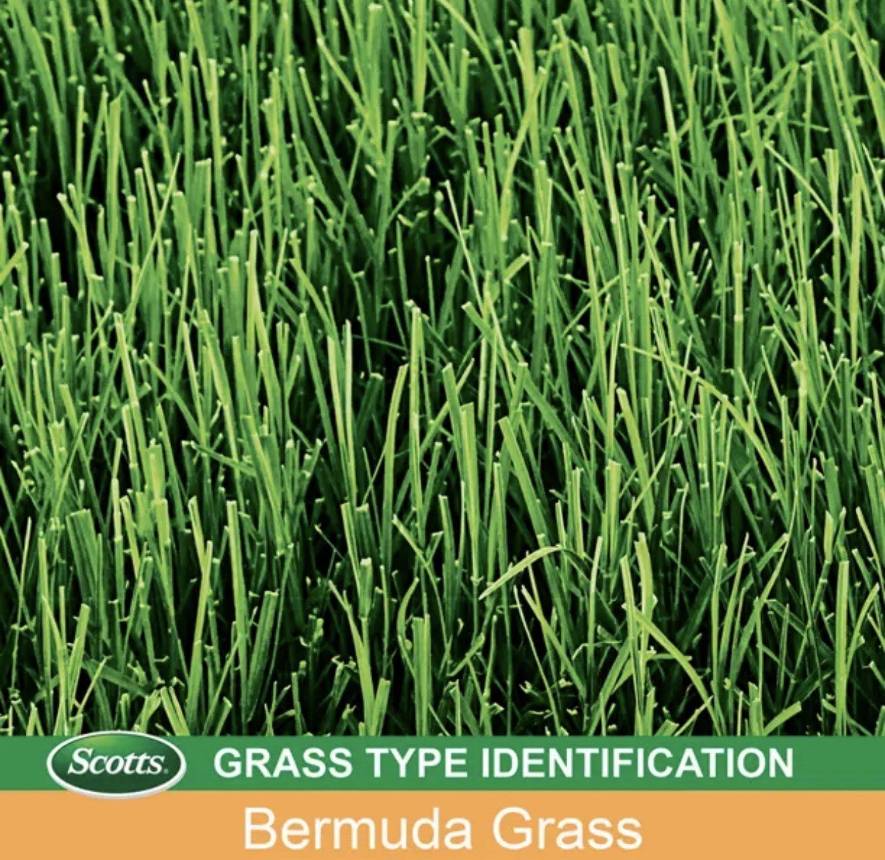 Scotts Bermuda⛳️Grass Seed🌱Drought☀️Resist📭FREE/FAST~SAVE Buy 2+👝 4 lb bag