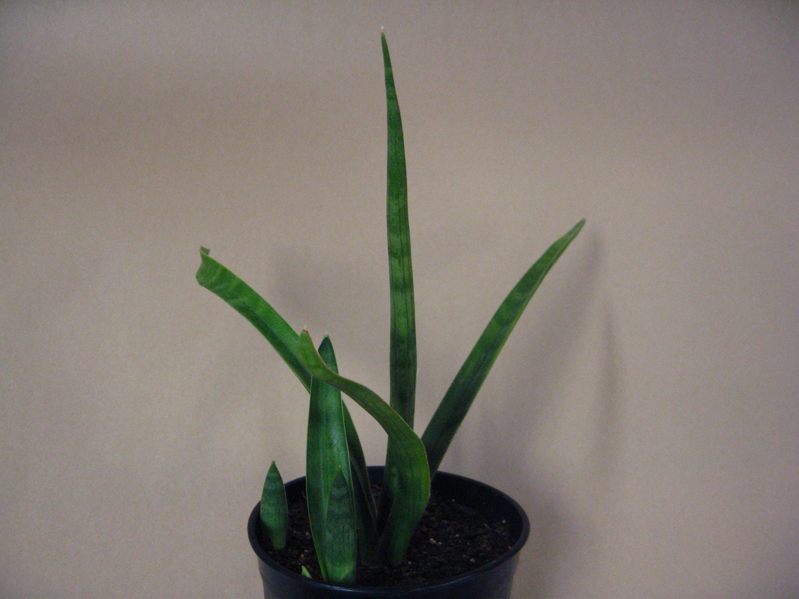 Sansevieria zeylanica (GC 81-37) —- Very Rare Succulent