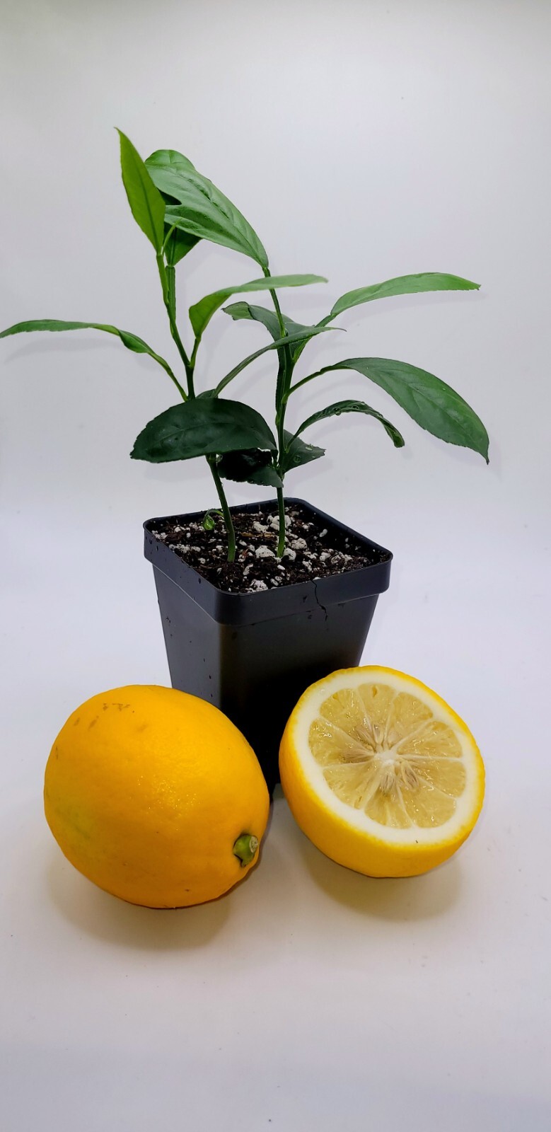 Pot of 2 Meyer lemon seedlings, 3-5 inches tall