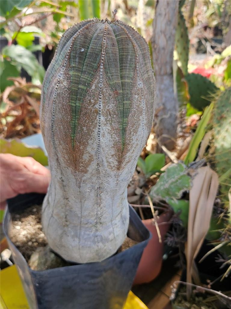 Large Old Euphorbia Obesa 10 Inches Tall