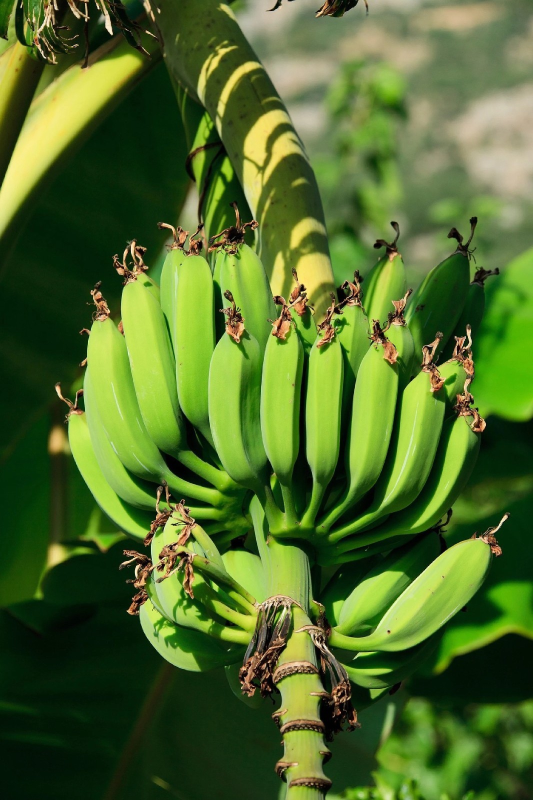 Dwarf Banana Tree {Musa x p.} Organic 2026 Harvest 5 seeds Free Shippining!