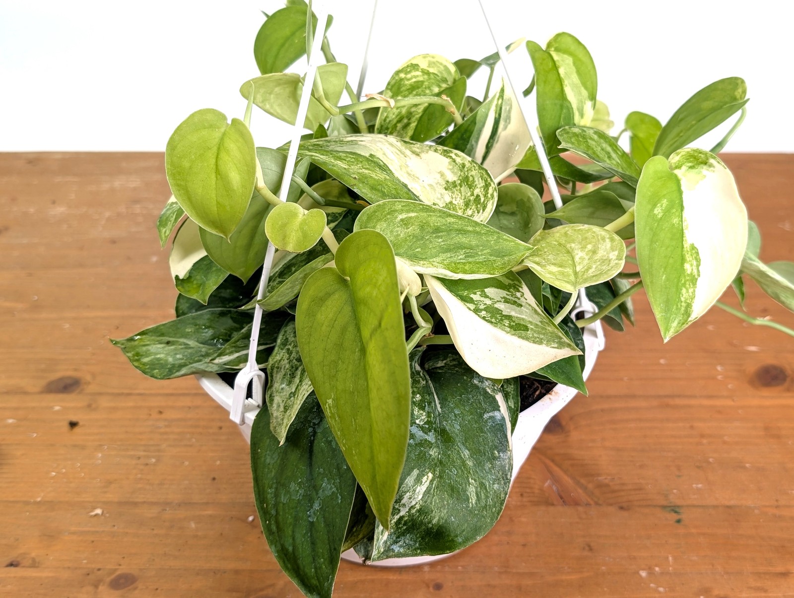 Scindapsus pictus Jade Satin Variegated Pot Size: 8 Inch Basket