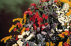 Statice QIS Mix 1,000 seeds