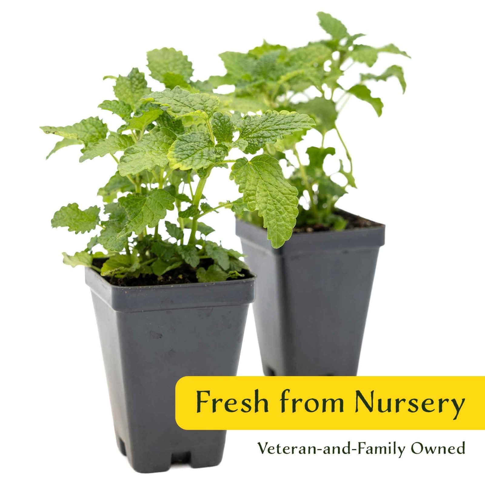 2 Lemon Balm Plants in Cubes, Live Aromatic Evergreen Culinary Herb (Melissa)