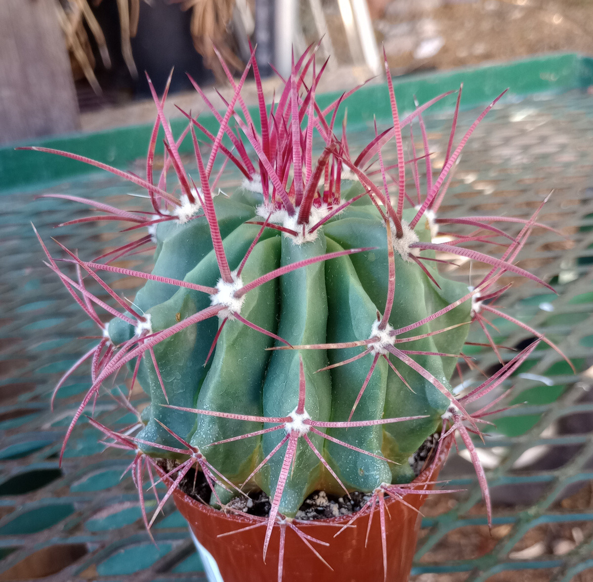 Ferocactus pilosus Red Spine Barrel Cactus Stainesii LG 188