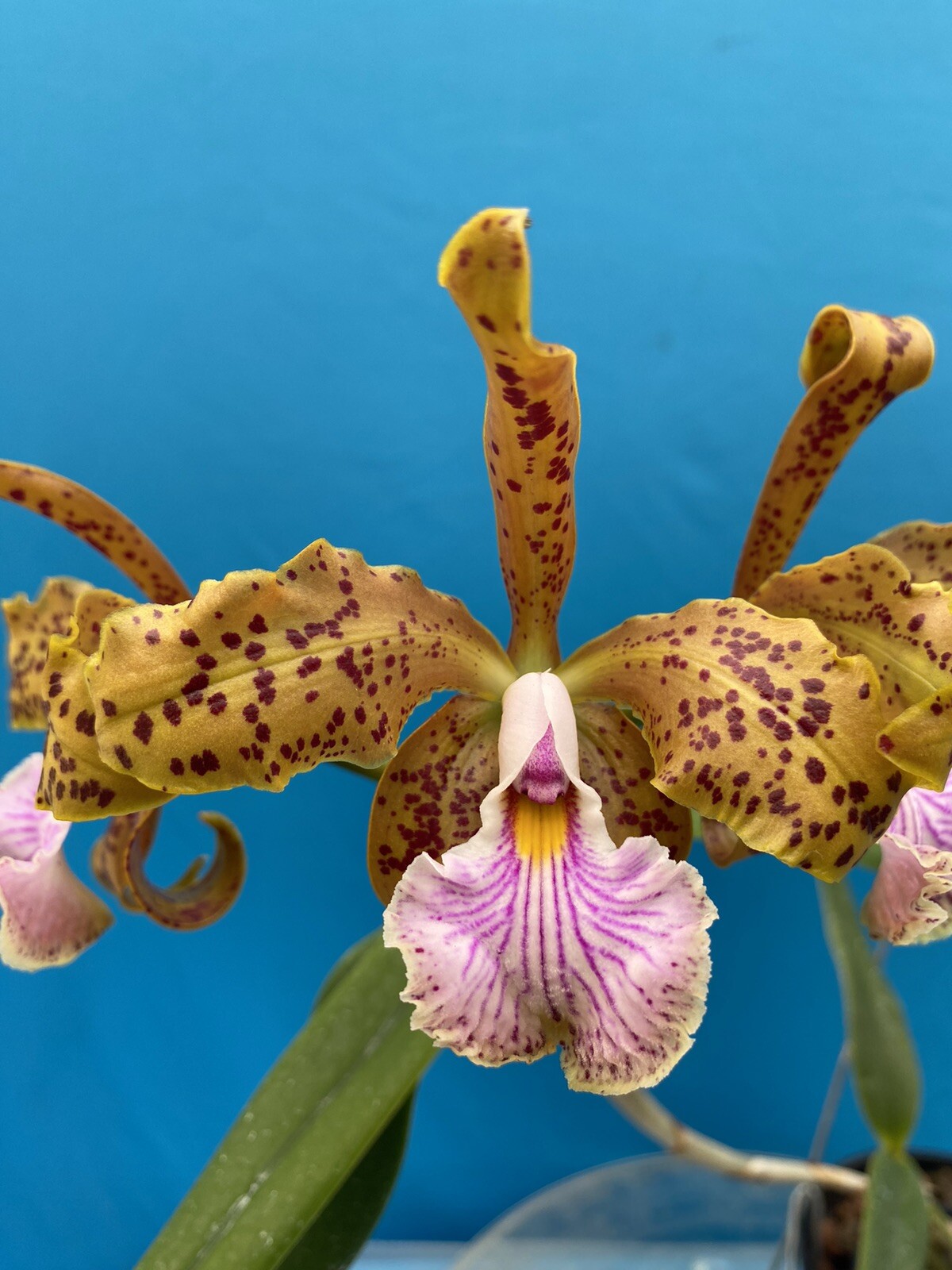 Rlc (Spanish Eyes X Lakeland) X Cattleya velutina Fragrant Orchid Hybrid 4” Pot