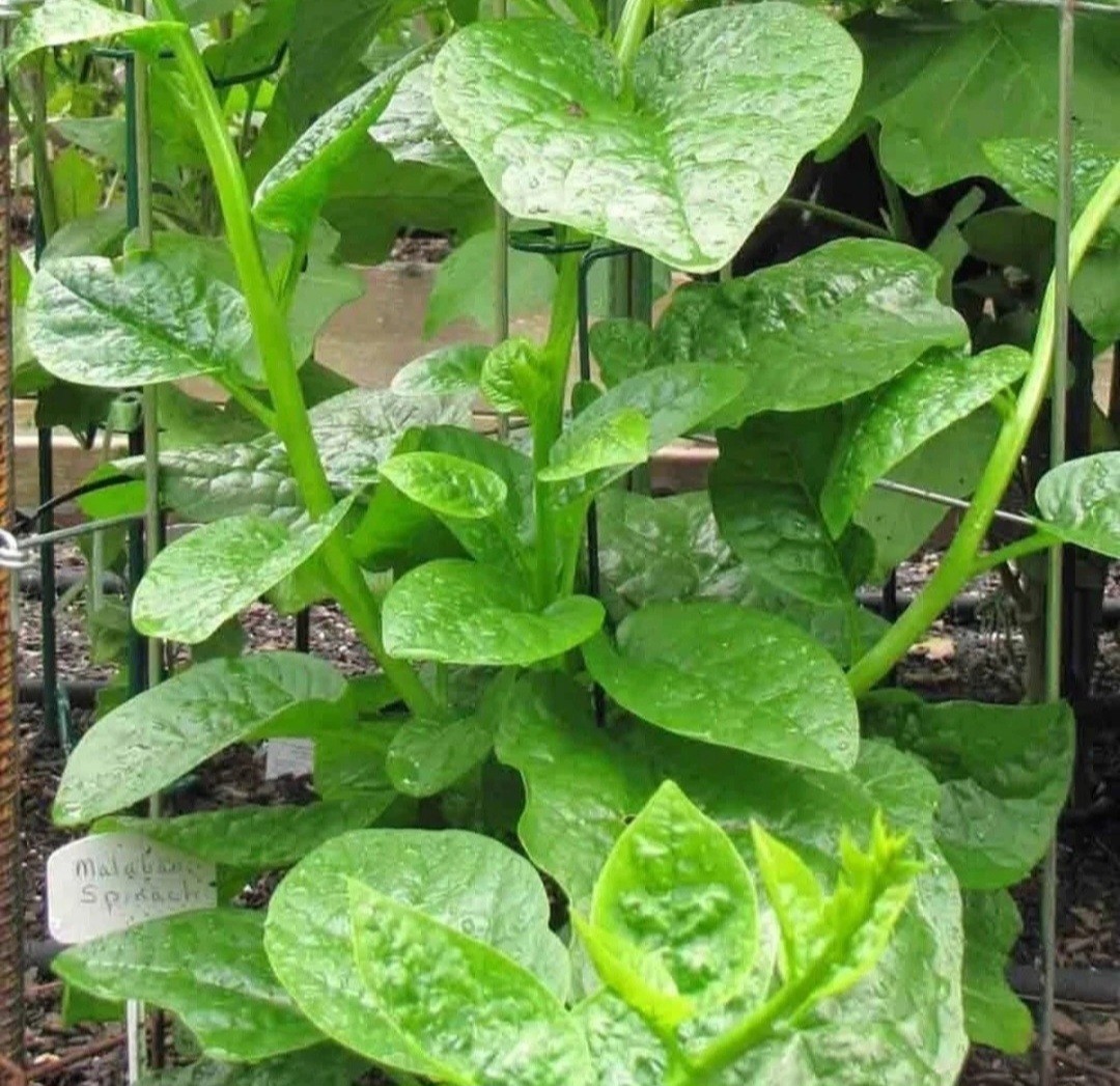 6 type of Seeds. Butternut squash, okra, Malabar Spinach,Kabocha, seminole gourd