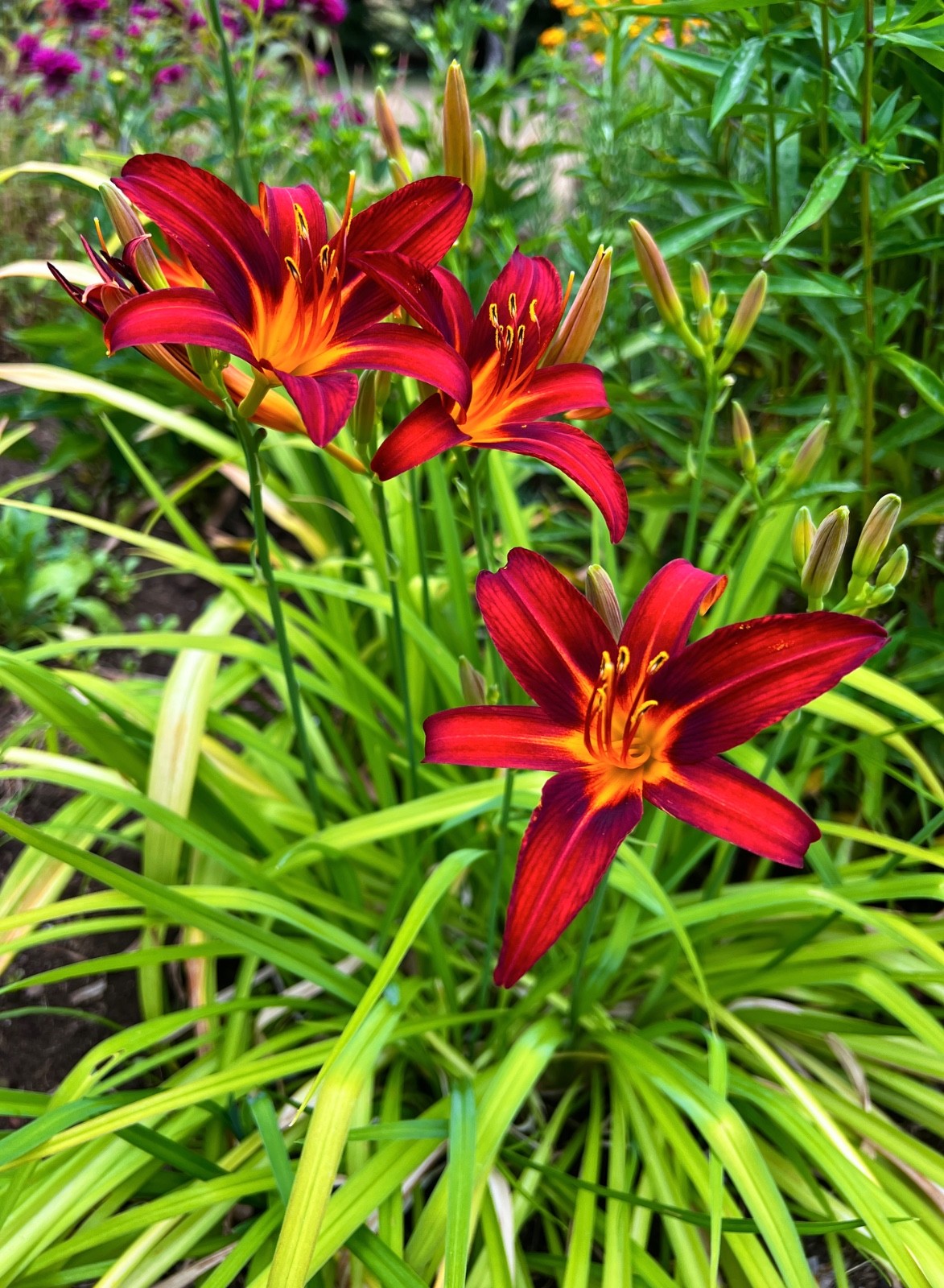 5 Daylily Perennial Mature Plant Divisions Drought Cold tolerant Waterlogged
