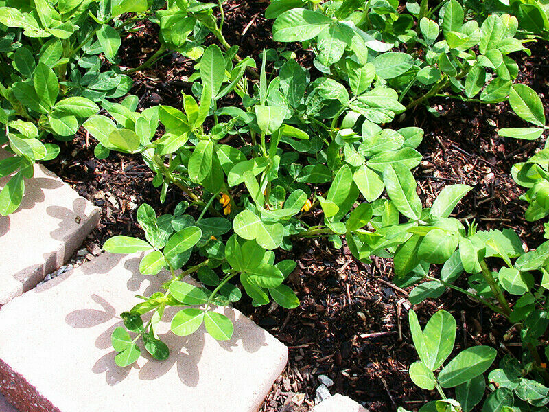 60+ Seeds | PEANUTS | GROW PEANUTS IN YOUR GARDEN | in Florida | 2023 Season