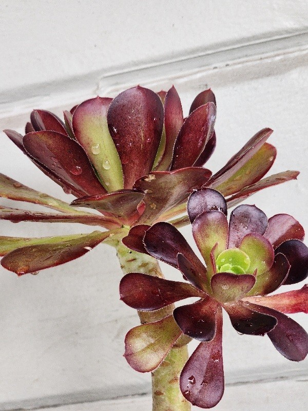 Quality 2 Large Aeonium Succulent Plants Black Rose Rossets Stong Stem 6″x8″
