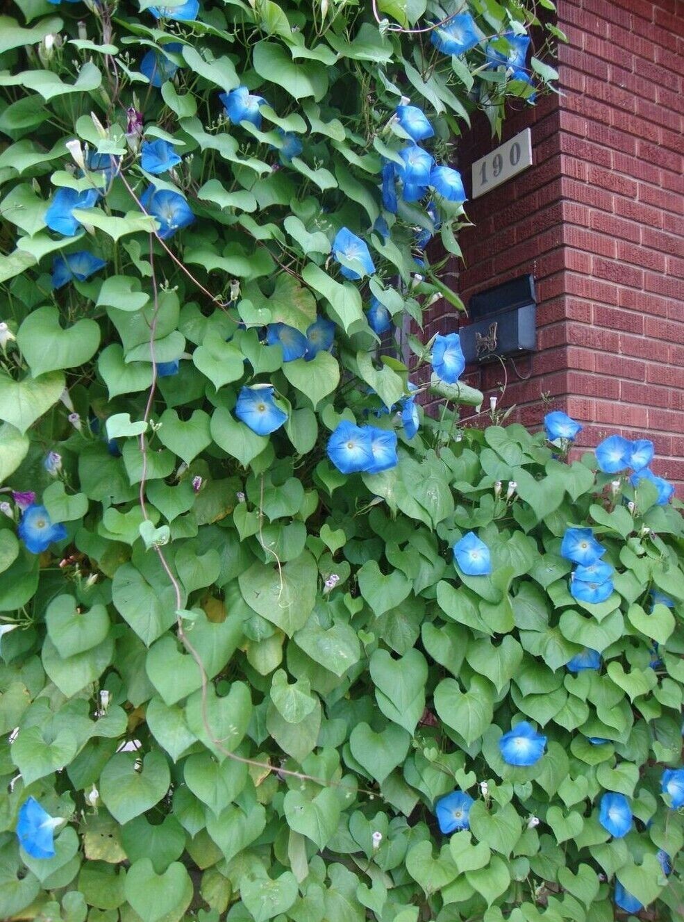 400+ Morning Glory Seeds – Heavenly Blue —————– Climbing – Beautiful