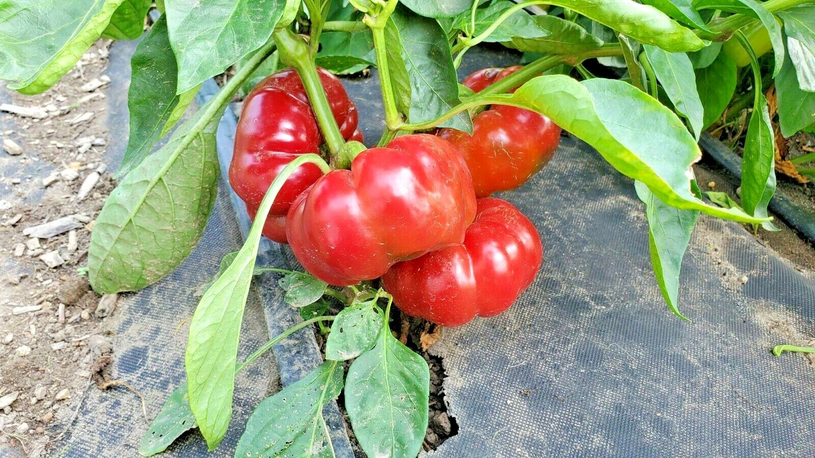 100+PIMENTO Sweet PEPPER Seeds Organic Summer Vegetable Garden Container Easy
