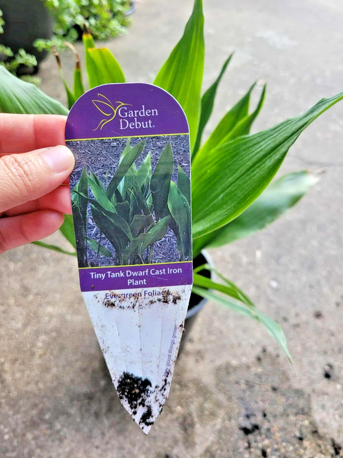 Live Dwarf Aspidistra “Tiny Tank” Cast Iron Plant 4″ Pot Easy Care Indoor