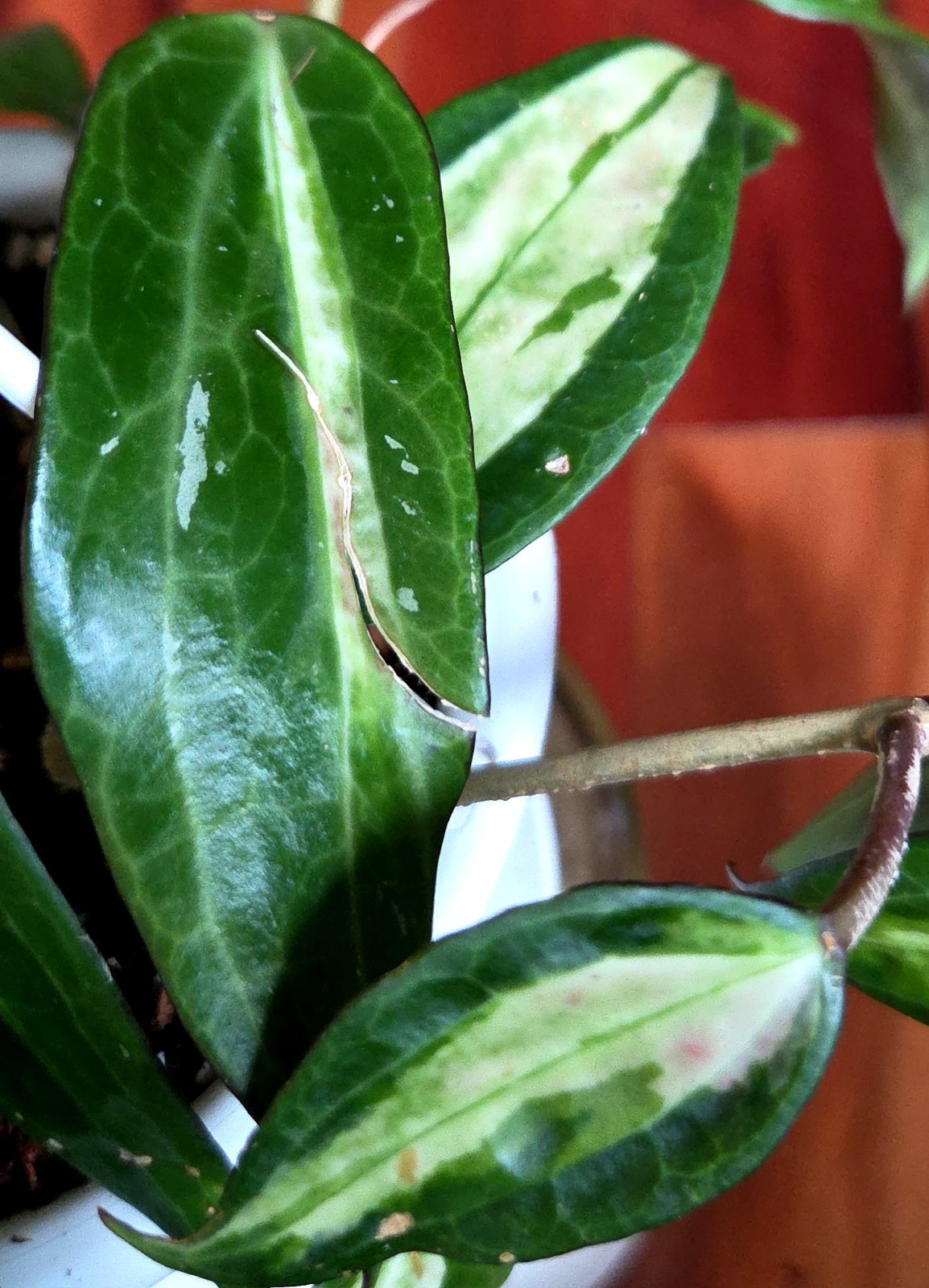 Rare Reverse Variegated Hoya Latifolia 24″ Tall Not Monstera Philodendron Aroid