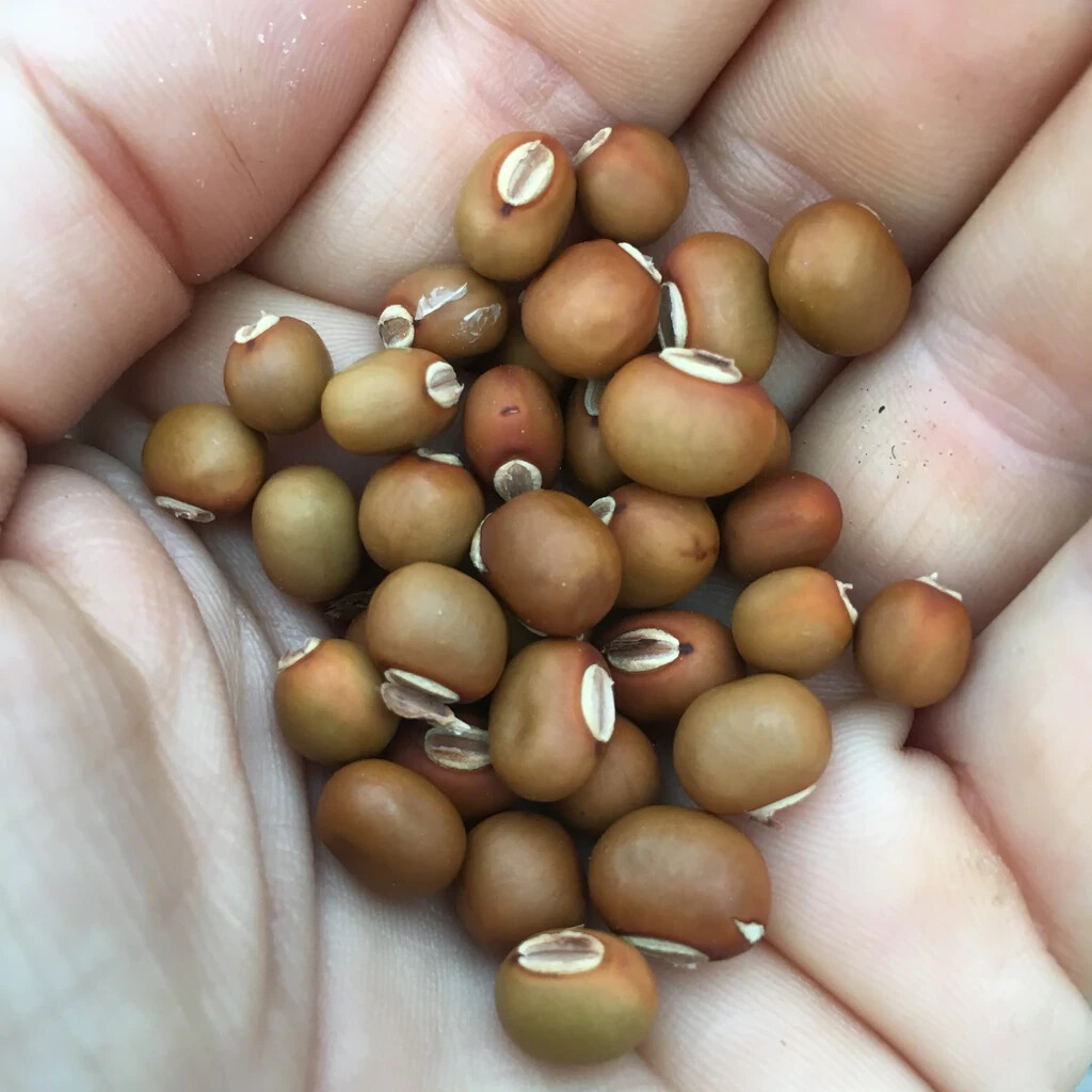 10 Winged Bean Seeds | Dragon Goa Asparagus Sigarilyas Chathura Payar Đậu Rồng